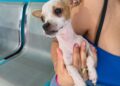 ALERTAN A CUIDADORES Mascotas están en riesgo por el gusano barrenador