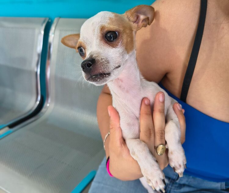 ALERTAN A CUIDADORES Mascotas están en riesgo por el gusano barrenador