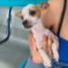 ALERTAN A CUIDADORES Mascotas están en riesgo por el gusano barrenador