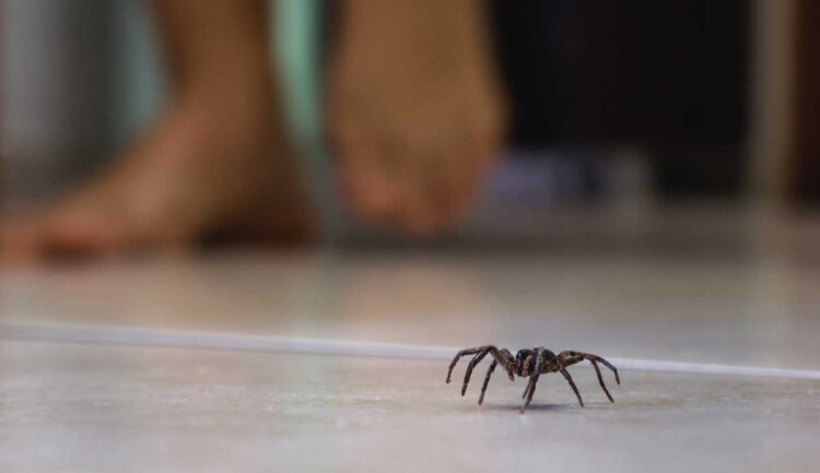DURANTE TEMPORADA VACACIONAL Alertan por animales ponzoñosos