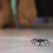 DURANTE TEMPORADA VACACIONAL Alertan por animales ponzoñosos