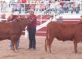 POR REAPERTURA DE EU A GANADO MEXICANO Prevén aumento en carne de res