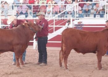 POR REAPERTURA DE EU A GANADO MEXICANO Prevén aumento en carne de res