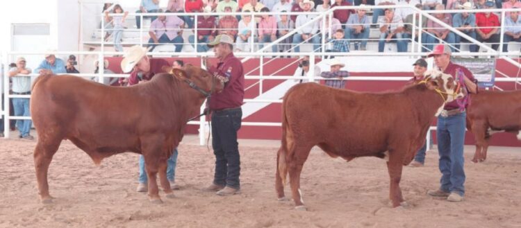 POR REAPERTURA DE EU A GANADO MEXICANO Prevén aumento en carne de res