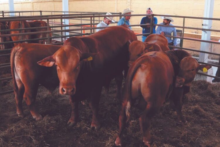 ANTE REAPERTURA DE EXPORTACIÓN DE GANADO Apoya Desarrollo Rural a ganaderos
