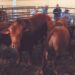 ANTE REAPERTURA DE EXPORTACIÓN DE GANADO Apoya Desarrollo Rural a ganaderos