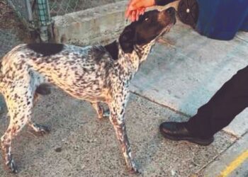 CONTRA EL MALTRATO ANIMAL Buscan endurecer sanciones