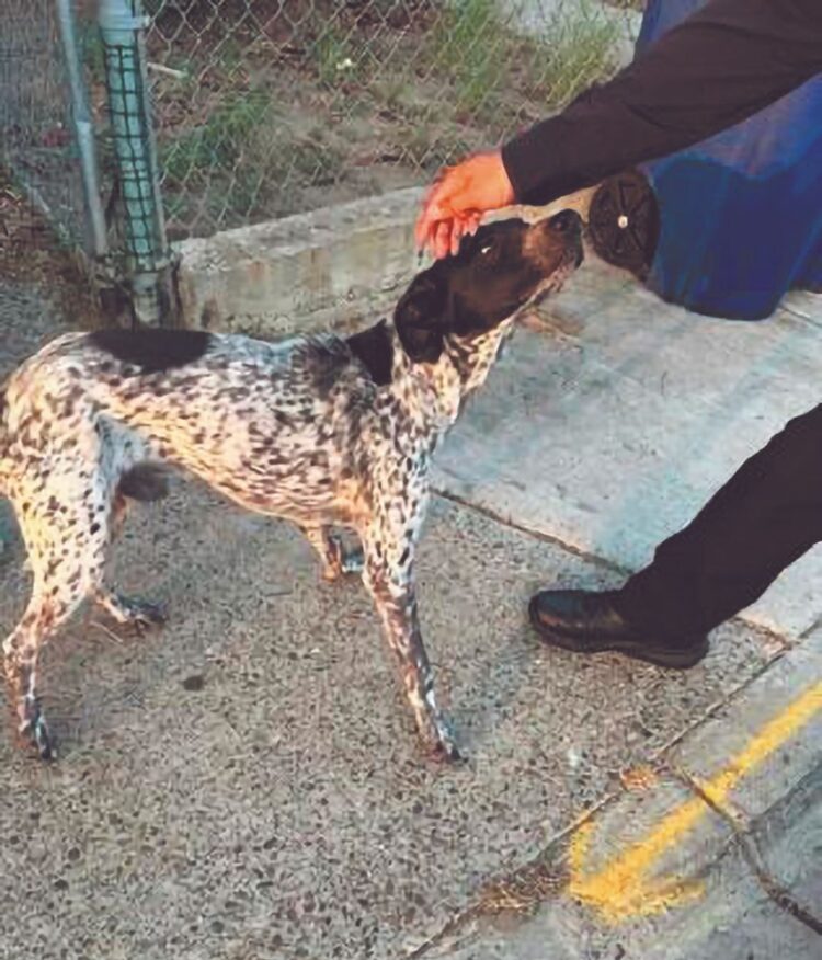CONTRA EL MALTRATO ANIMAL Buscan endurecer sanciones