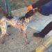 CONTRA EL MALTRATO ANIMAL Buscan endurecer sanciones