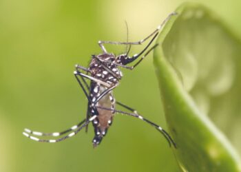 ACTIVAN CERCO SANITARIO Confirman 2 casos de dengue