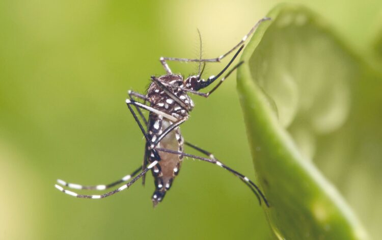 ACTIVAN CERCO SANITARIO Confirman 2 casos de dengue
