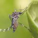 ACTIVAN CERCO SANITARIO Confirman 2 casos de dengue