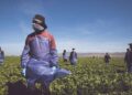 A PARTIR DE NOVIEMBRE Rendirán homenaje a empleados agrícolas