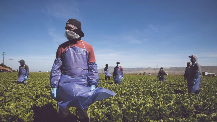 A PARTIR DE NOVIEMBRE Rendirán homenaje a empleados agrícolas