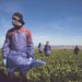 A PARTIR DE NOVIEMBRE Rendirán homenaje a empleados agrícolas