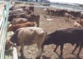 CONSUMIDOR ES EL MÁS AFECTADO ‘Tajada’ de intermediarios encarece la carne de res