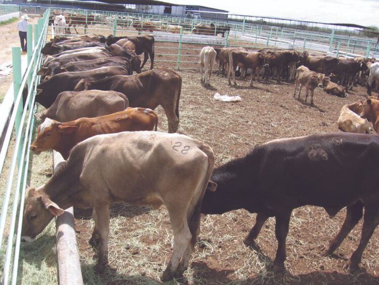 CONSUMIDOR ES EL MÁS AFECTADO ‘Tajada’ de intermediarios encarece la carne de res